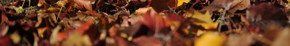 ❔: Wie können traumatisierte Anteile beschützt werden? (Antworten: 4)