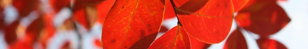 ❔: Können Persönlichkeiten sterben? (Antworten: 7)